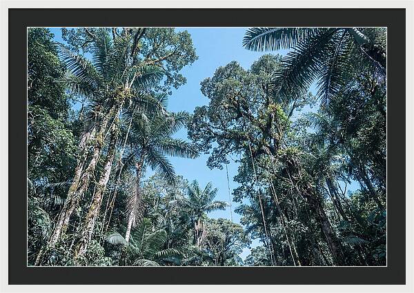 Lush Tropical Rainforest Canopy