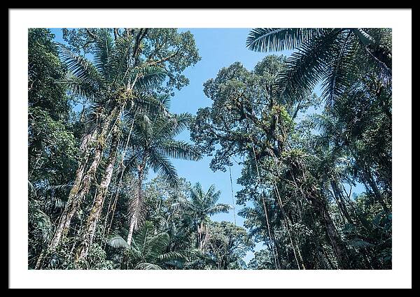 Lush Tropical Rainforest Canopy