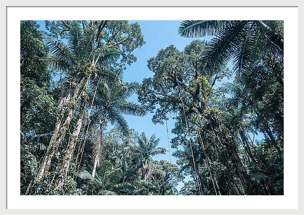 Lush Tropical Rainforest Canopy