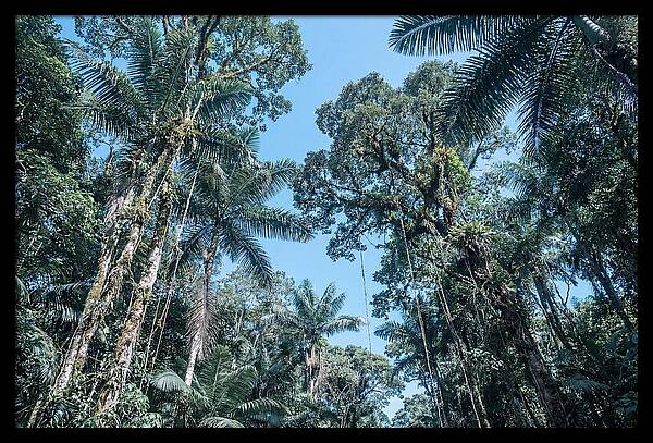 Lush Tropical Rainforest Canopy