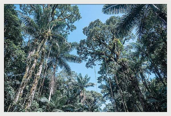 Lush Tropical Rainforest Canopy