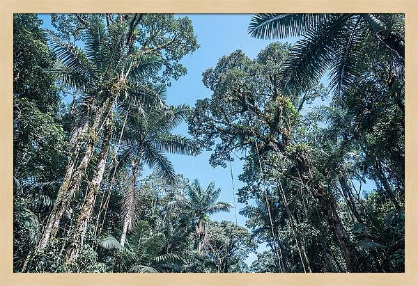 Lush Tropical Rainforest Canopy
