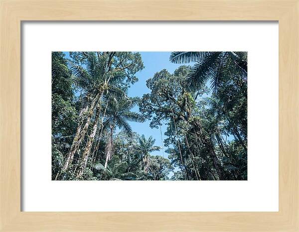 Lush Tropical Rainforest Canopy