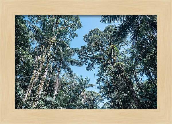 Lush Tropical Rainforest Canopy