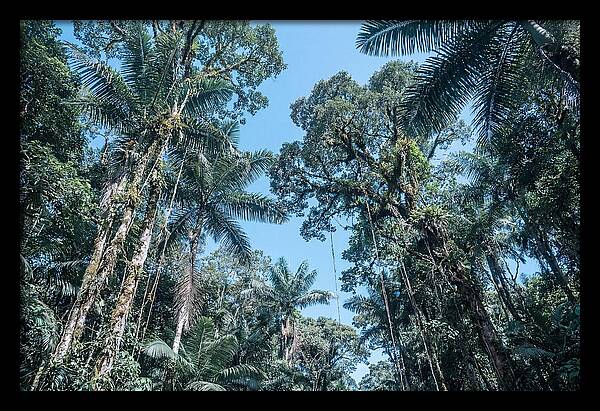 Lush Tropical Rainforest Canopy