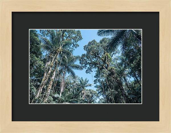 Lush Tropical Rainforest Canopy