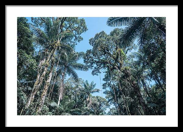 Lush Tropical Rainforest Canopy