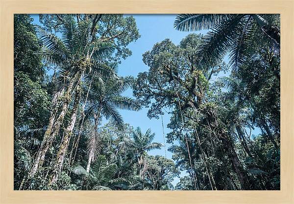 Lush Tropical Rainforest Canopy