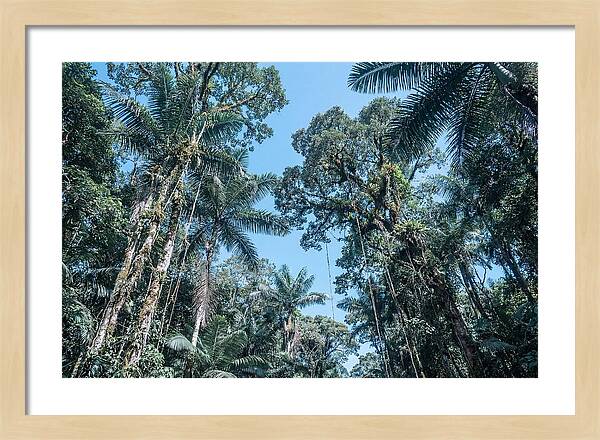 Lush Tropical Rainforest Canopy