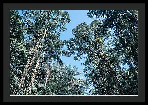 Lush Tropical Rainforest Canopy