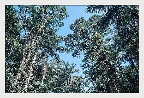 Lush Tropical Rainforest Canopy