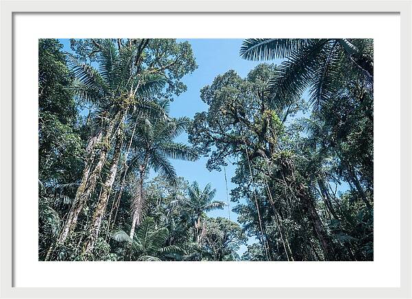 Lush Tropical Rainforest Canopy