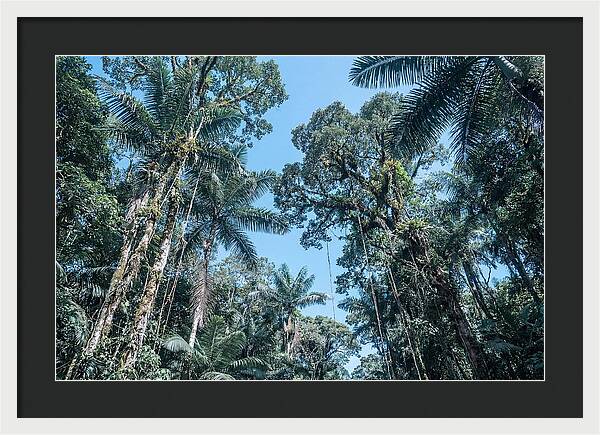 Lush Tropical Rainforest Canopy