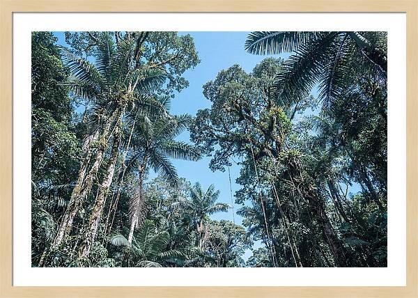 Lush Tropical Rainforest Canopy