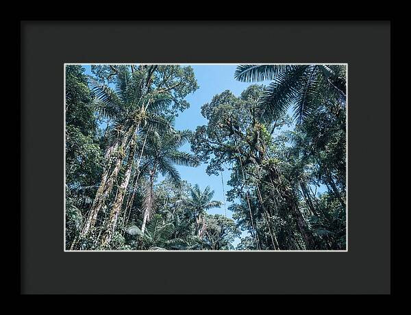Lush Tropical Rainforest Canopy