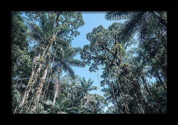 Lush Tropical Rainforest Canopy