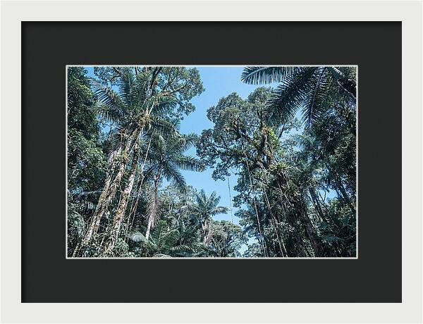 Lush Tropical Rainforest Canopy