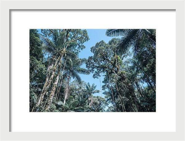 Lush Tropical Rainforest Canopy