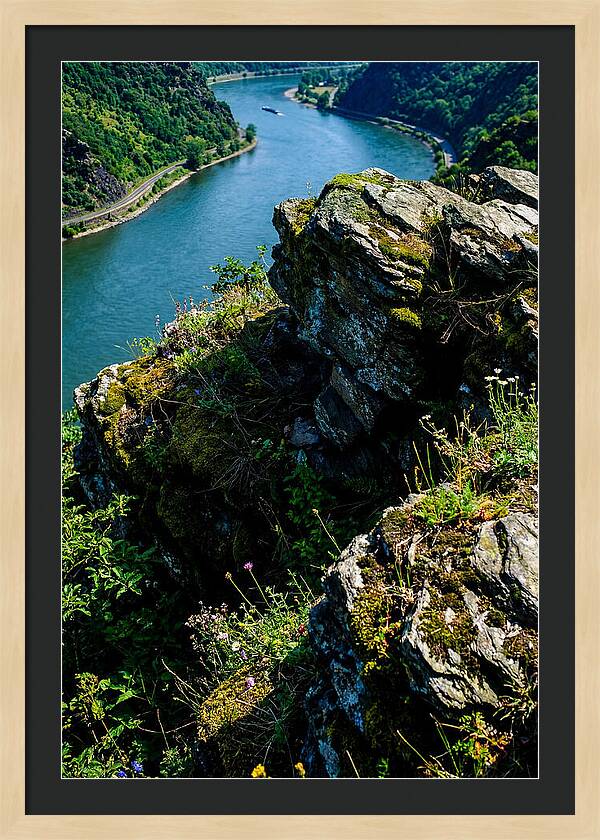 Lush Viewpoint Over The Rhine
