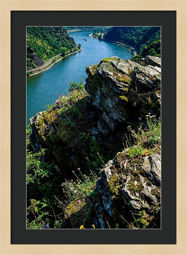 Lush Viewpoint Over The Rhine