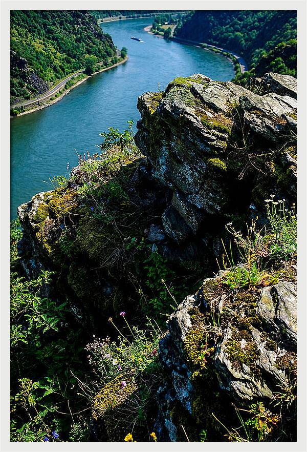 Lush Viewpoint Over The Rhine
