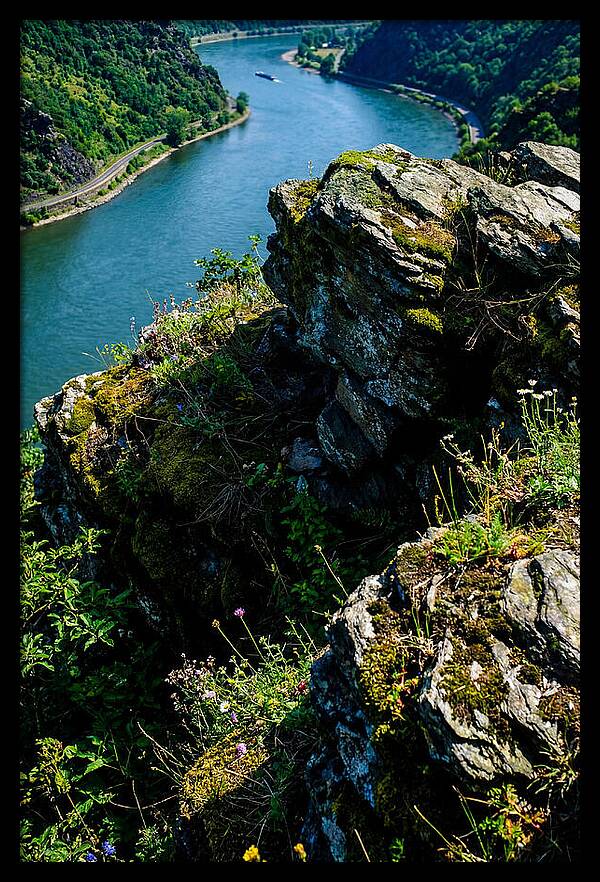 Lush Viewpoint Over The Rhine
