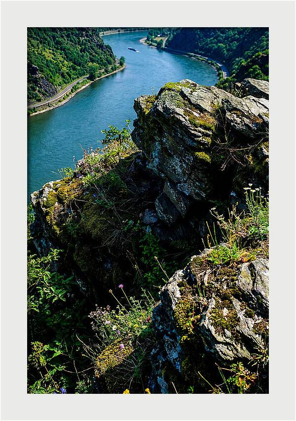 Lush Viewpoint Over The Rhine