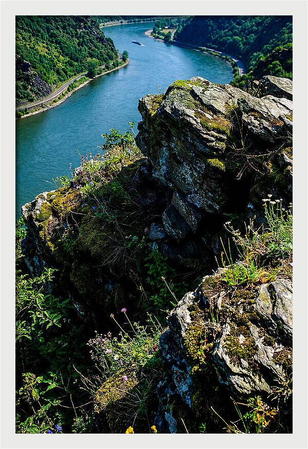 Lush Viewpoint Over The Rhine