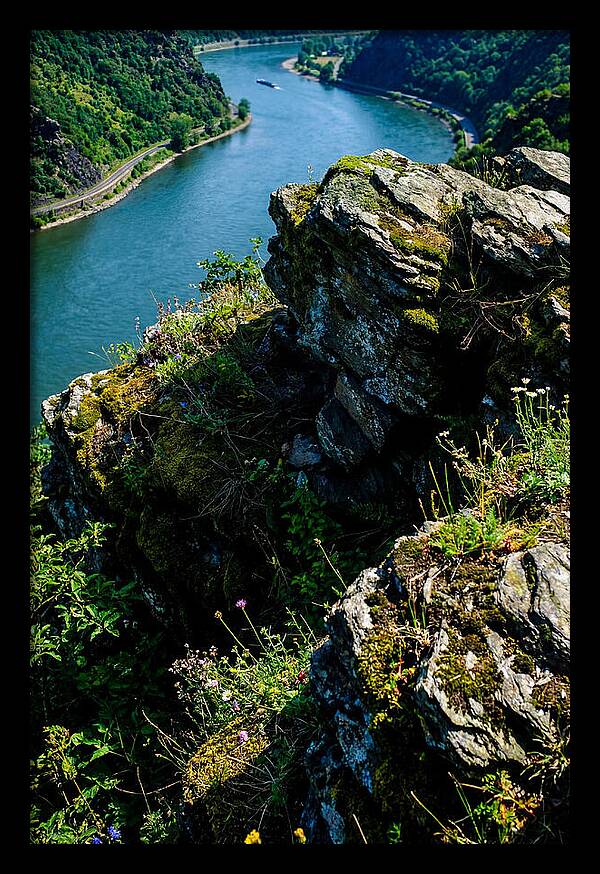 Lush Viewpoint Over The Rhine