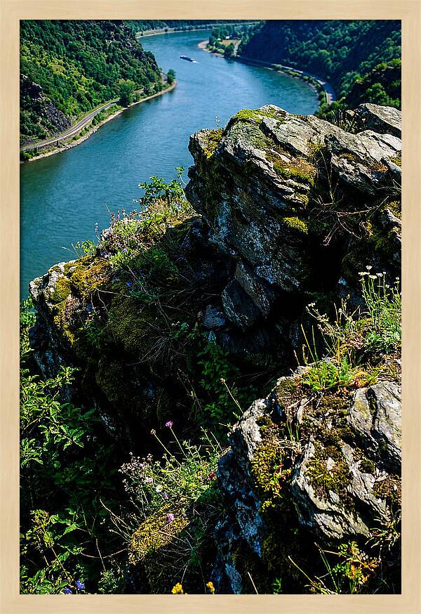 Lush Viewpoint Over The Rhine