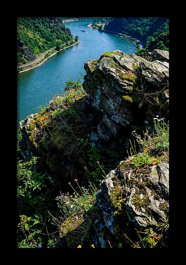 Lush Viewpoint Over The Rhine