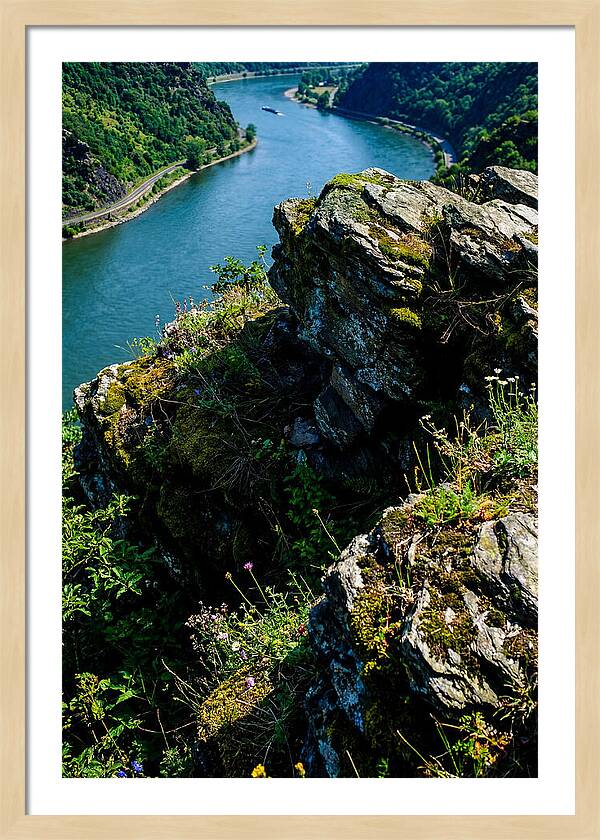 Lush Viewpoint Over The Rhine