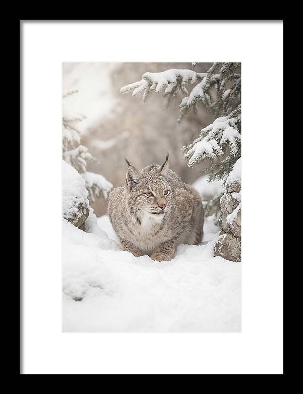 Lynx In A Snowy Landscape