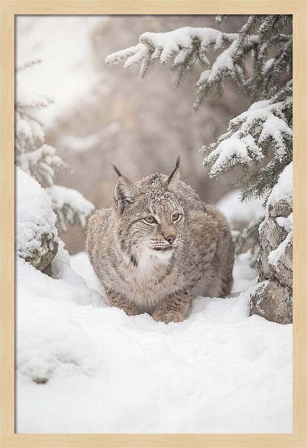 Lynx In A Snowy Landscape