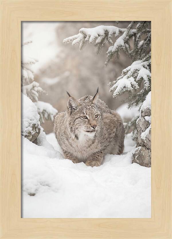 Lynx In A Snowy Landscape