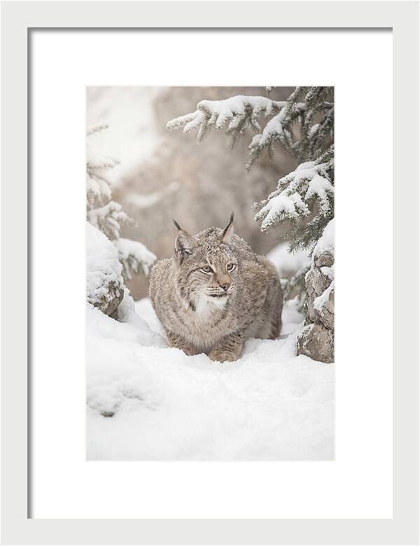 Lynx In A Snowy Landscape