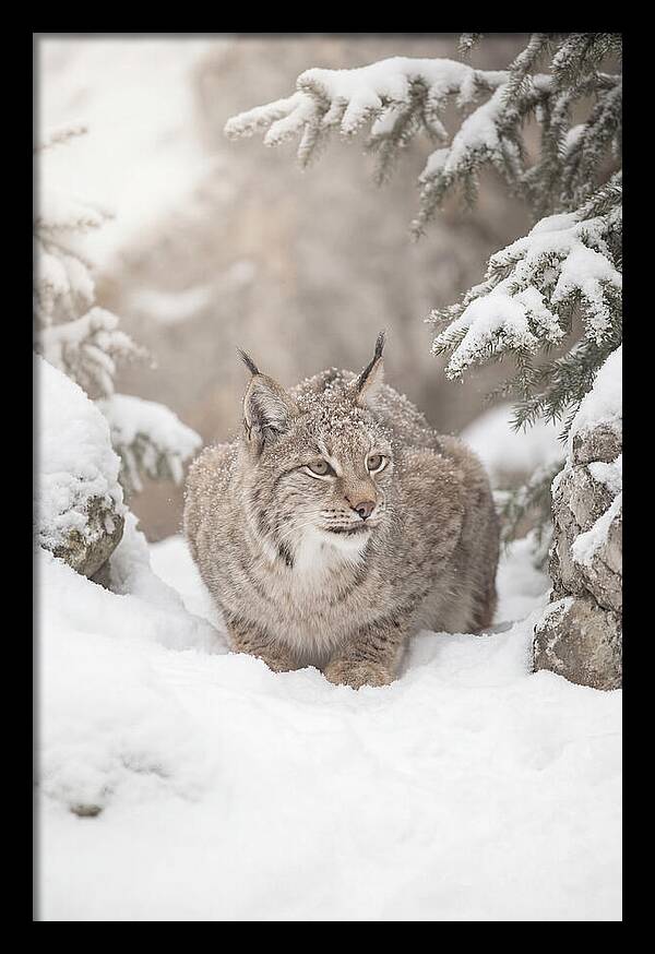 Lynx In A Snowy Landscape