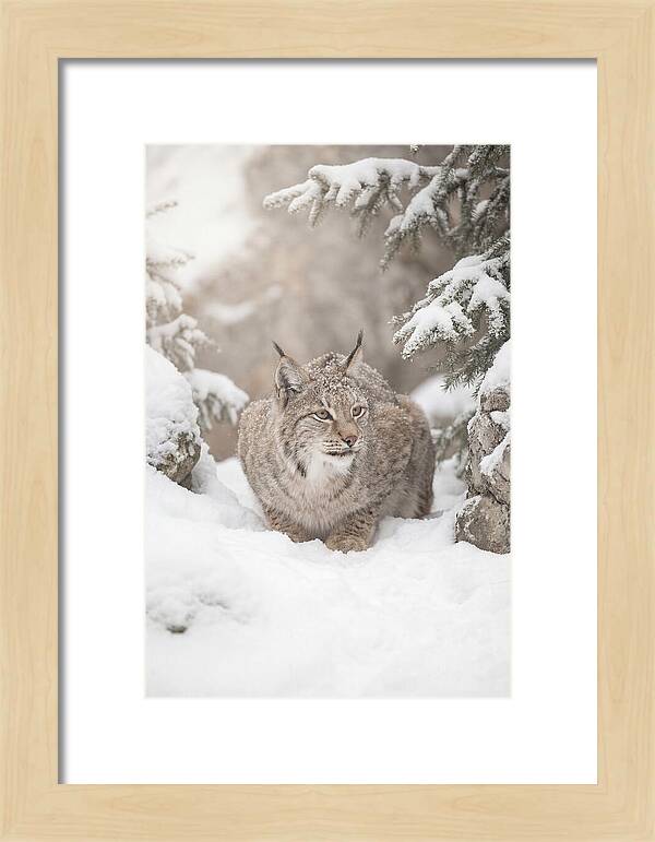 Lynx In A Snowy Landscape