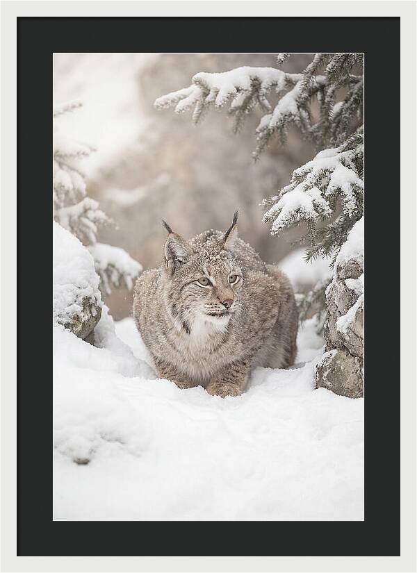 Lynx In A Snowy Landscape