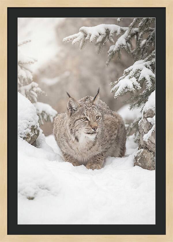 Lynx In A Snowy Landscape