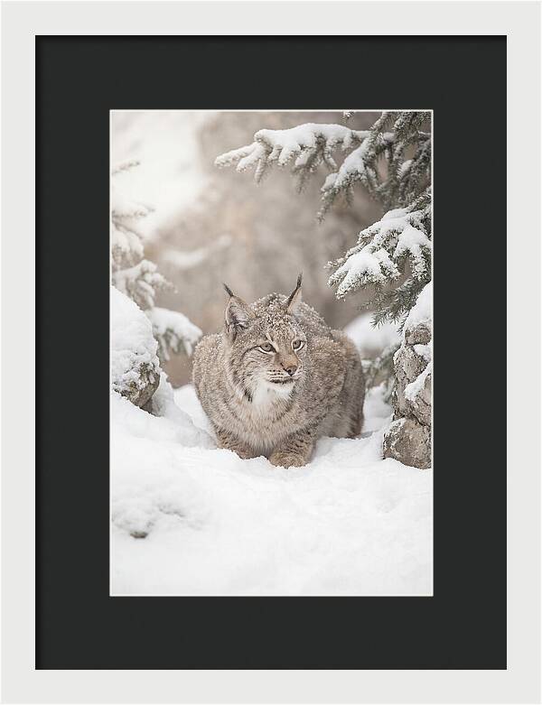 Lynx In A Snowy Landscape