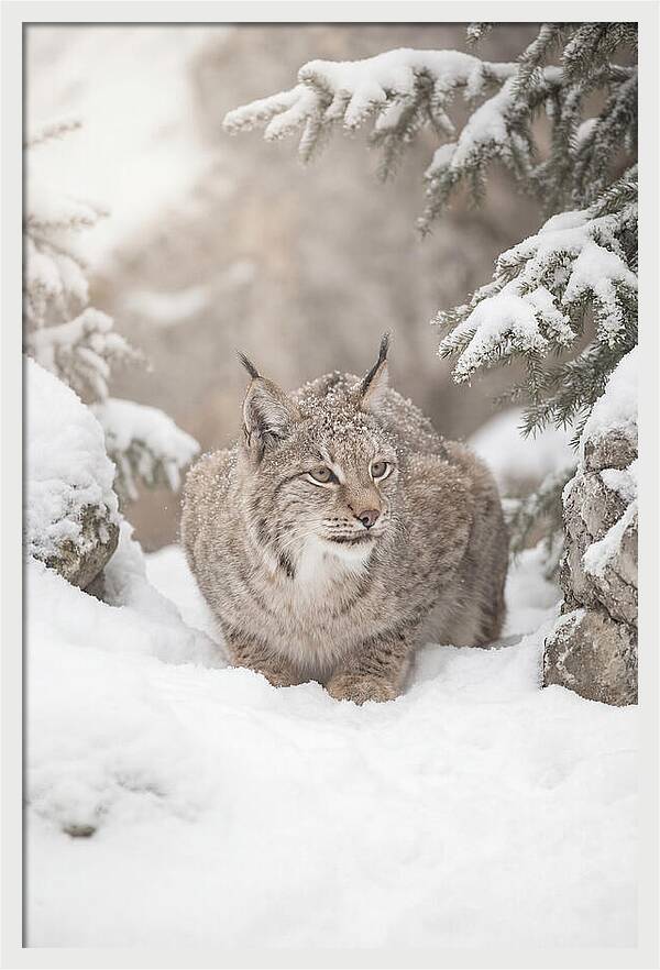 Lynx In A Snowy Landscape