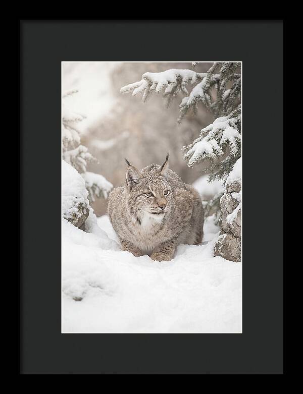 Lynx In A Snowy Landscape