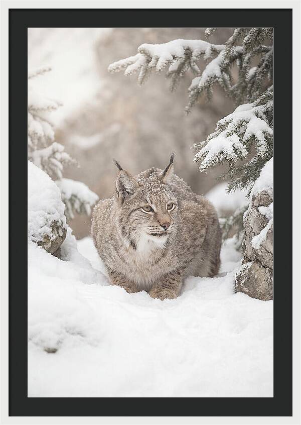 Lynx In A Snowy Landscape