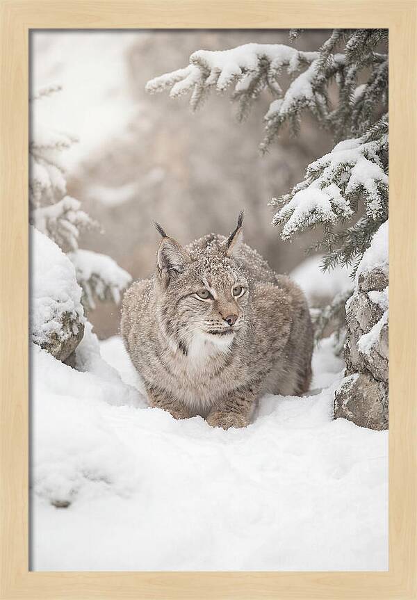 Lynx In A Snowy Landscape