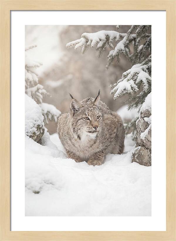 Lynx In A Snowy Landscape