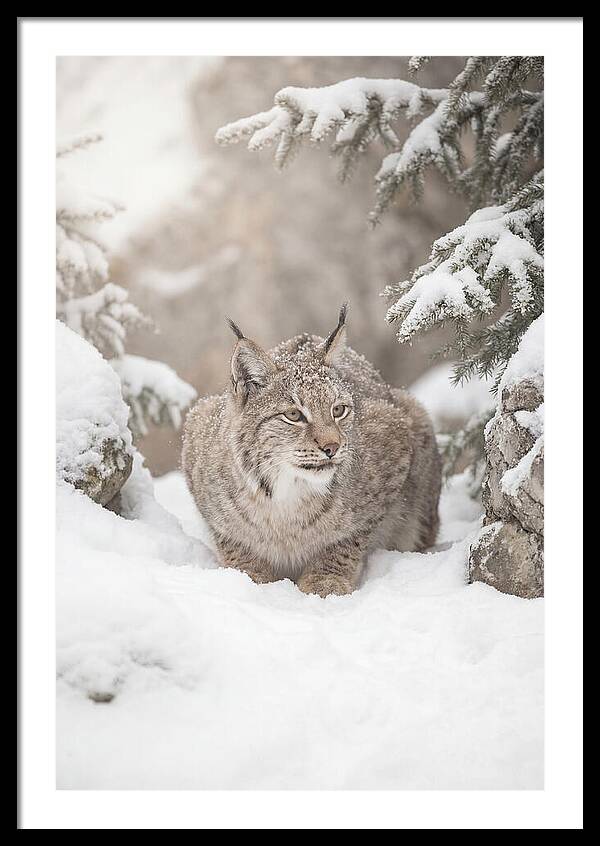 Lynx In A Snowy Landscape