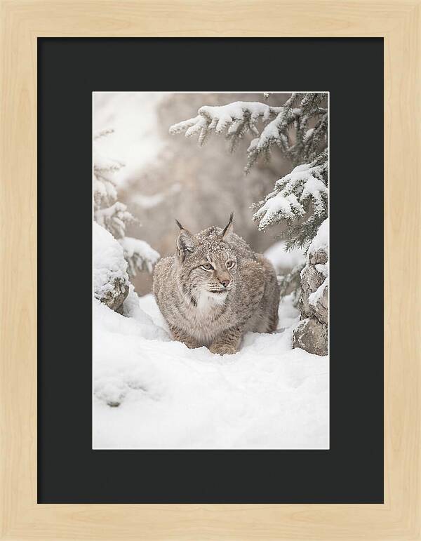 Lynx In A Snowy Landscape