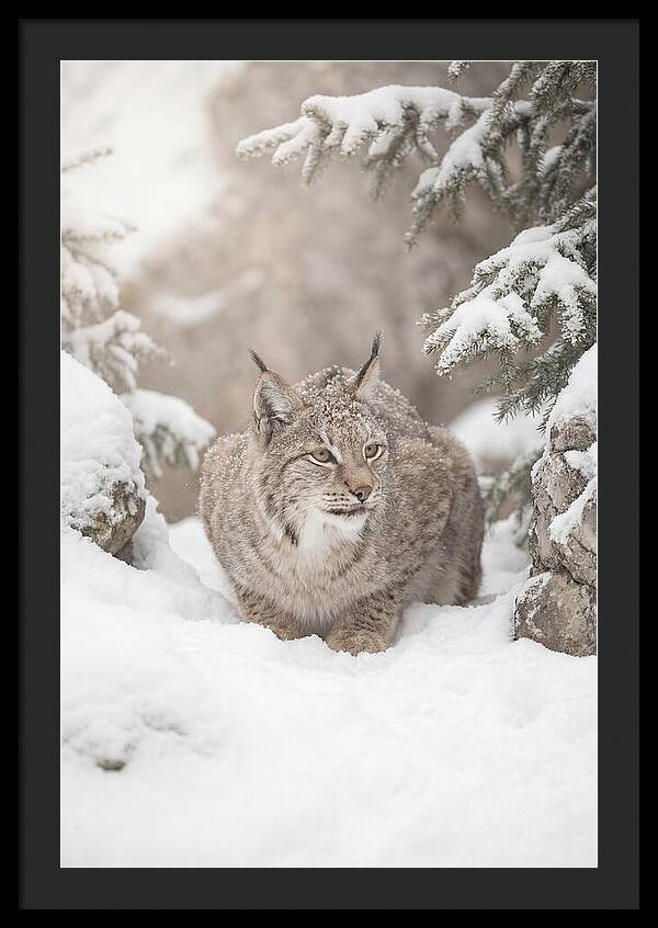 Lynx In A Snowy Landscape