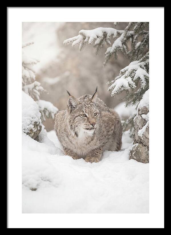 Lynx In A Snowy Landscape